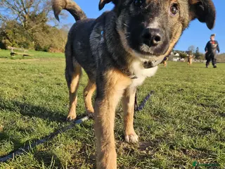 Mixed Breed dogs Colby for adoption in Hastings - Advert 3