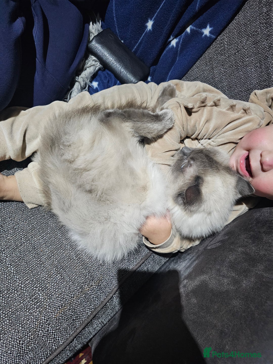 Ragdoll cats for sale:  beautiful Ragdoll cat - Advert 3