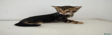 Missy
