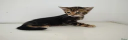 Bengal cats for sale: Bengal kitten - Advert 2
