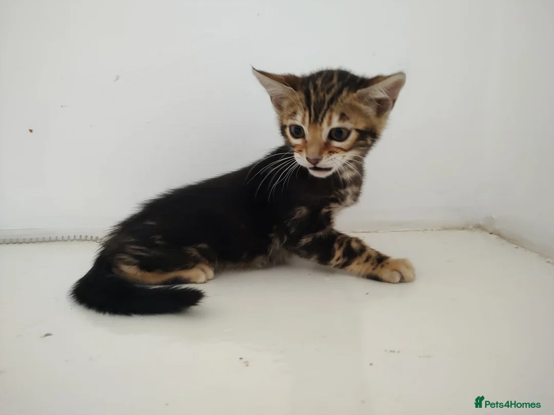 Bengal cats for sale: Bengal kitten - Advert 2