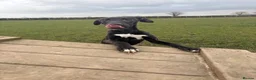 Lurcher dogs for sale: One year old Lurcher  - Advert 5