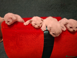 Devon Rex cats 🌸 Wonderful Devon Rex Kittens 🌸 - Advert 1