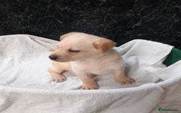 Mixed Breed dogs for sale: German Shepherd cross Labrador pup for sale - Image 2