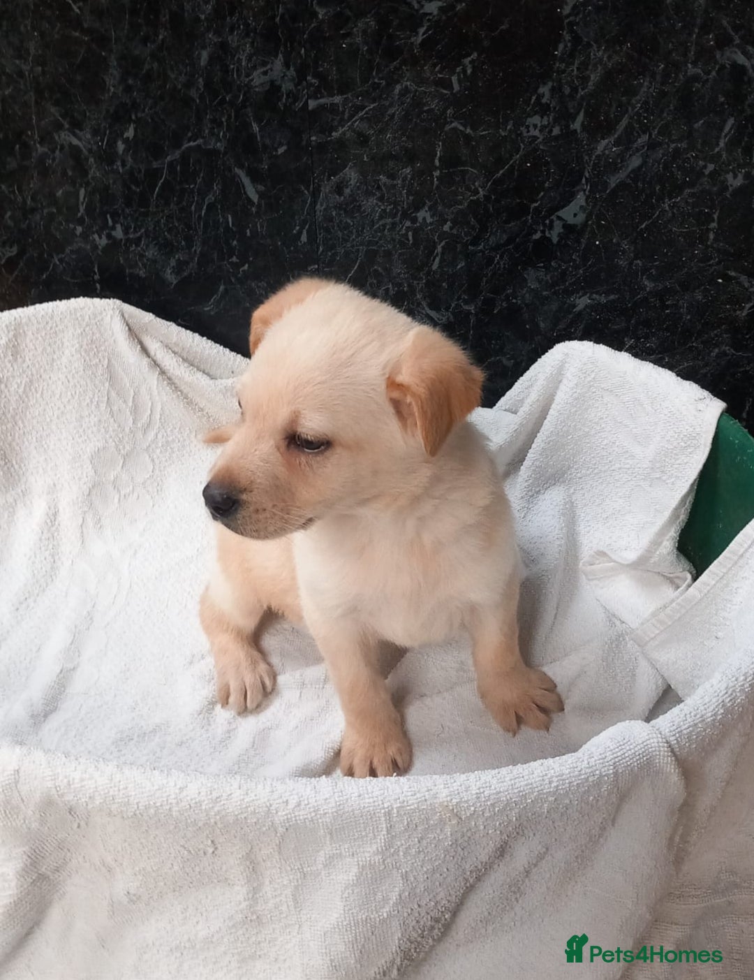 Mixed Breed dogs for sale: German Shepherd cross Labrador pup for sale - Image 2