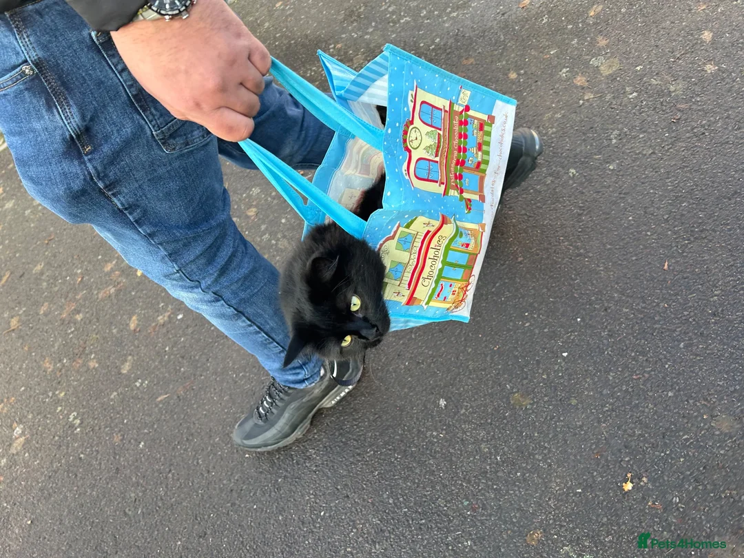 Mixed Breed cats for sale: Rehoming needed in Portsmouth - Advert 2