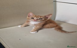 Mixed Breed cats for sale: 4 little kittens(3 ginger boys+1 mixed colour girl - Image 1