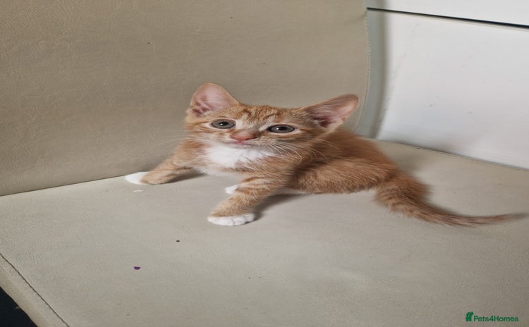 Mixed Breed cats - Advert 10