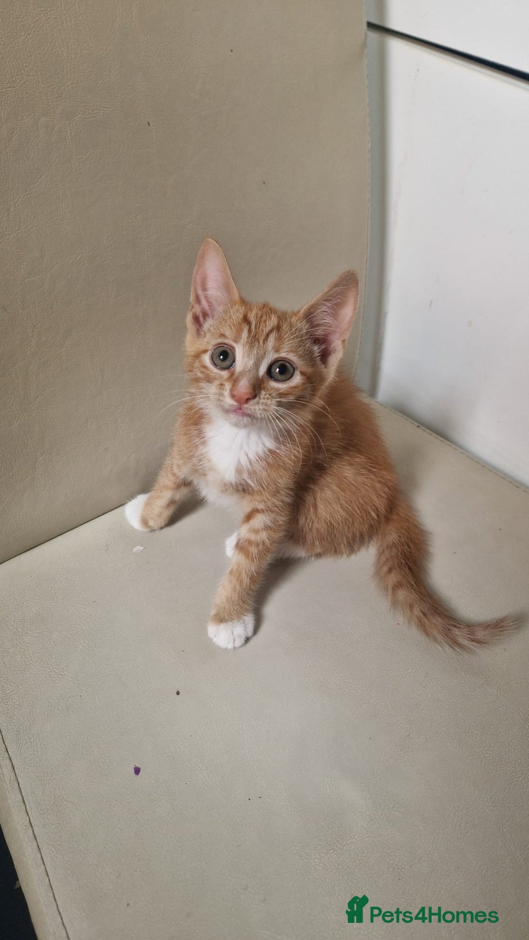 Mixed Breed cats for sale: 4 little kittens(3 ginger boys+1 mixed colour girl - Image 1