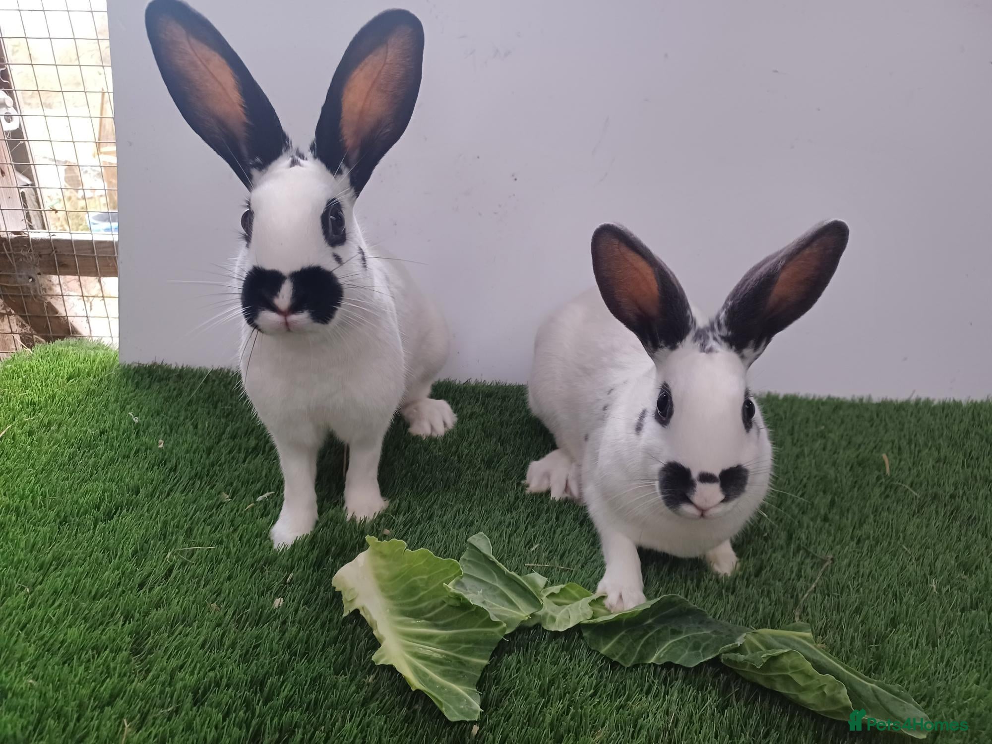 English rabbits Fully vaccinated pure English rabbits - ready now! - Advert 4