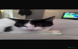 Domestic Shorthair cats for sale: CAT FOR SALE (CALI)  - Image 3