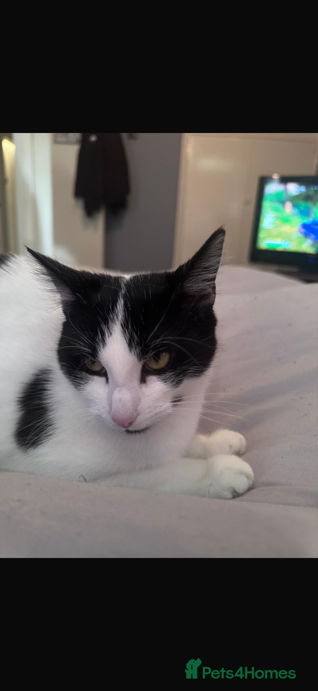 Domestic Shorthair cats for sale: CAT FOR SALE (CALI)  - Image 3