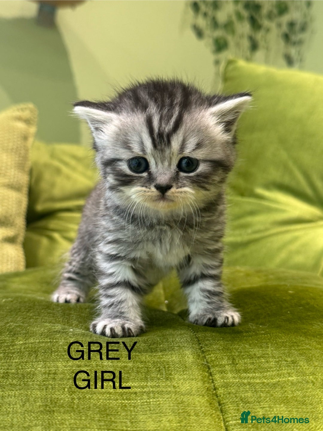 British Shorthair cats for sale: British short hair / Scottish striaght  - Image 19