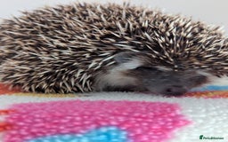 Pygmy Hedgehog rodents for sale: REDUCED PRICE!!! Gorgeous Hoglets/ READY NOW!!!! - Image 21