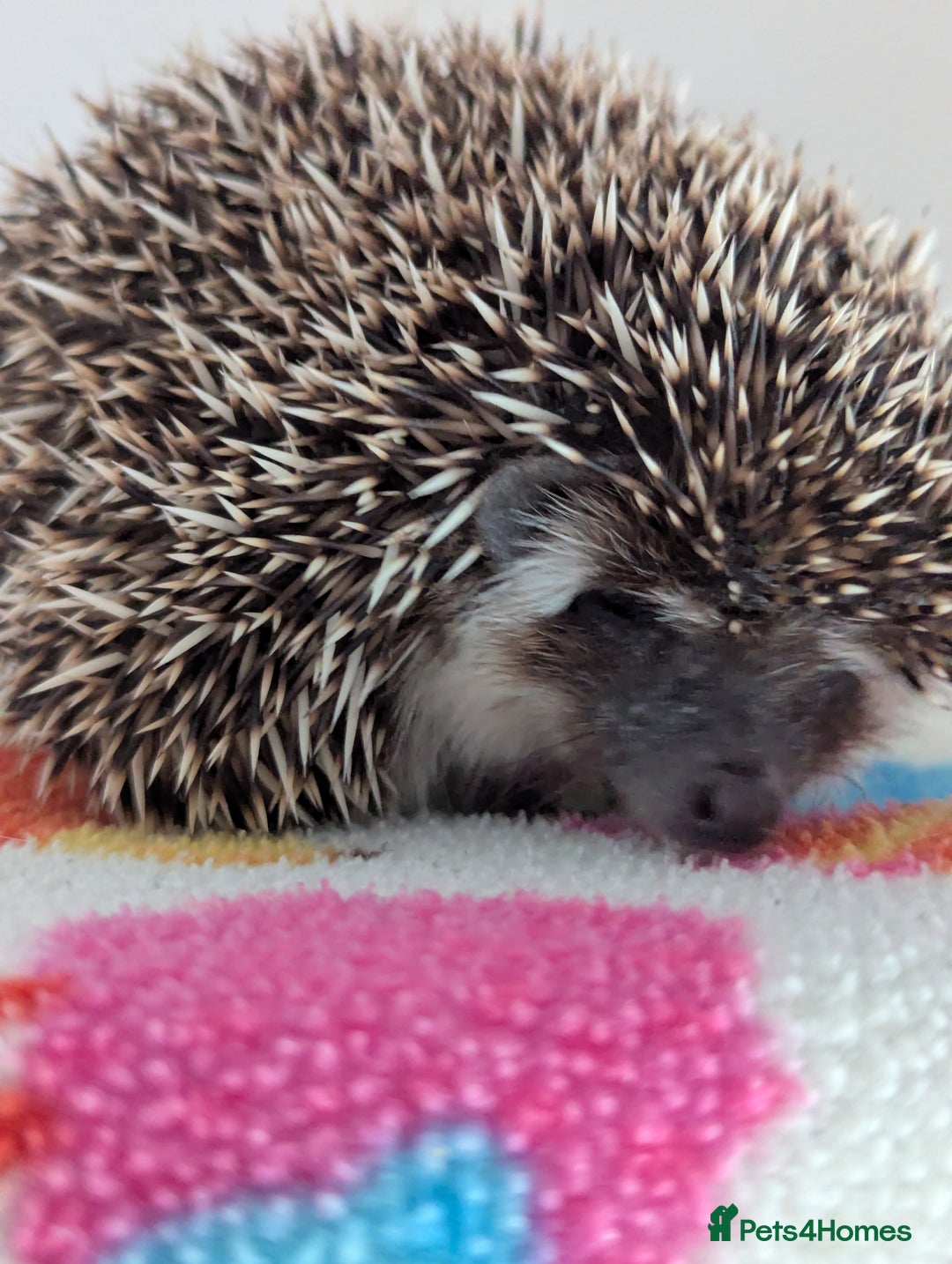 Pygmy Hedgehog rodents for sale: REDUCED PRICE!!! Gorgeous Hoglets/ READY NOW!!!! - Image 21
