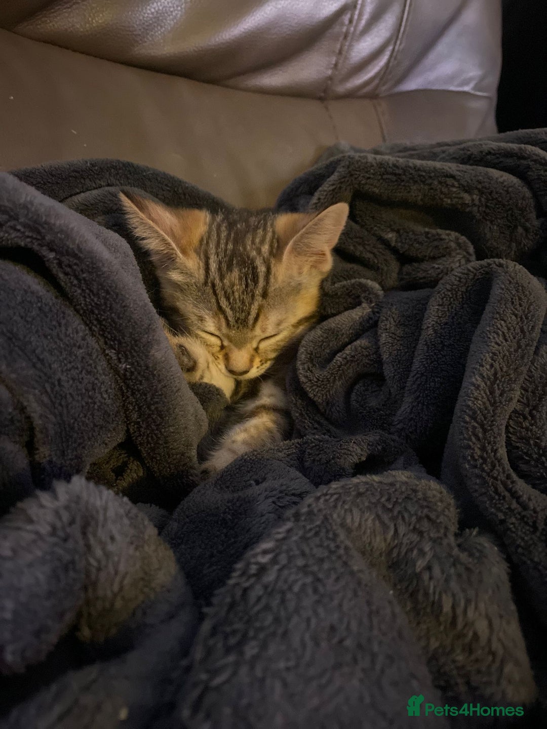 Mixed Breed cats for sale: Mixed breed kittens, mum half bengal - Advert 5