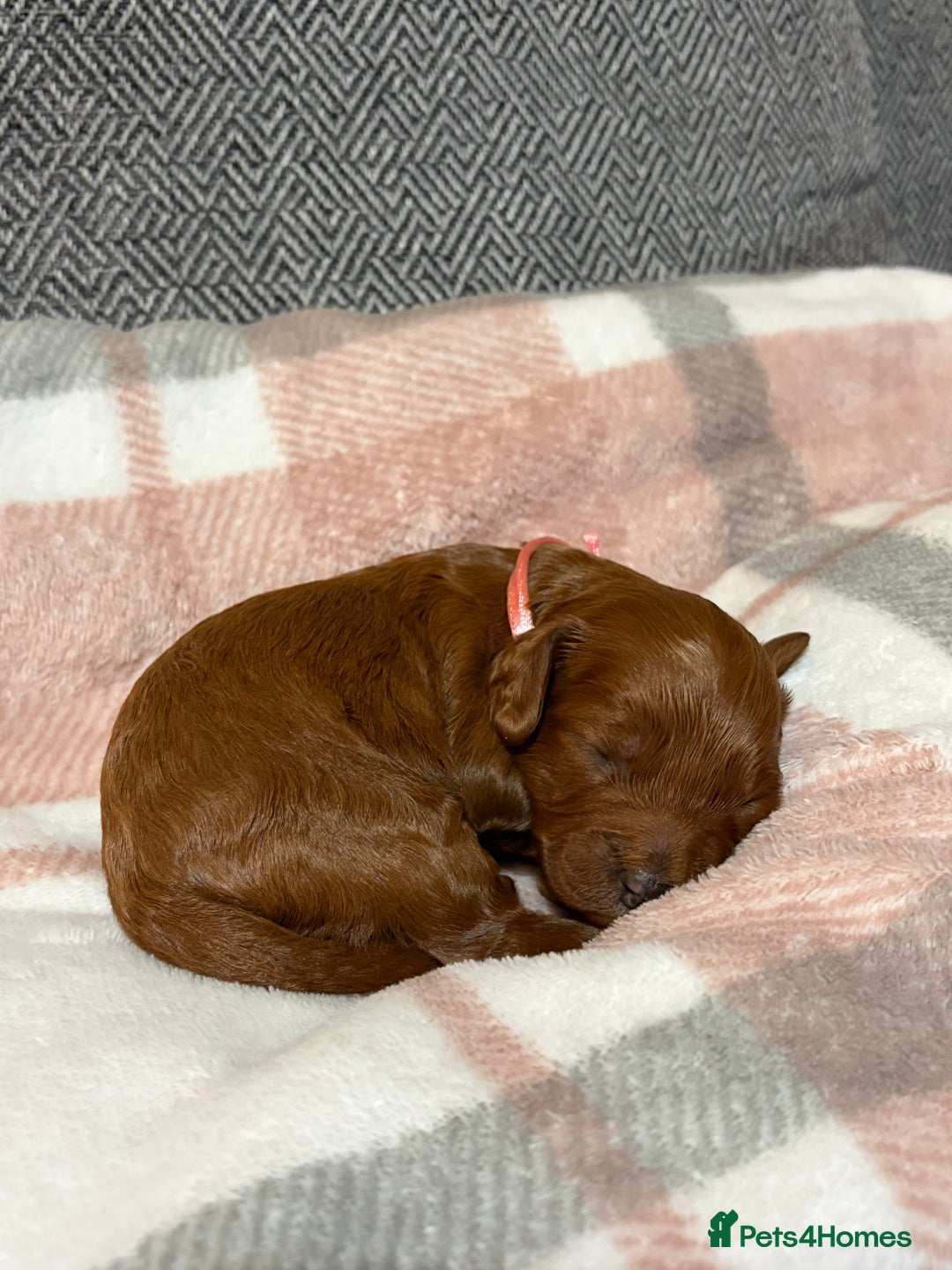 Cavapoo dogs for sale: Beautiful red cavapoo - Advert 3