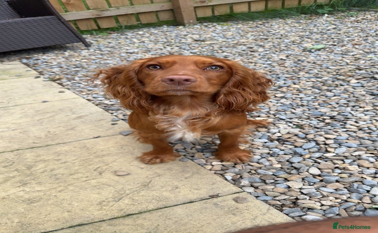Cocker Spaniel dogs - Advert 1