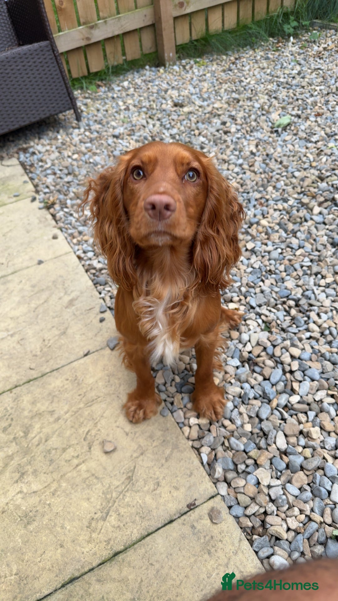 Cocker Spaniel dogs for stud: Beautiful unproven working cocker for stud  - Image 1