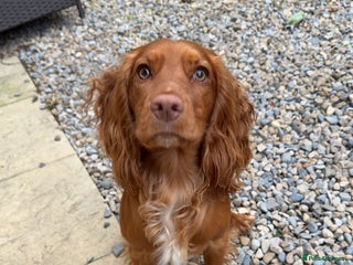 Cocker Spaniel dogs - Advert 38