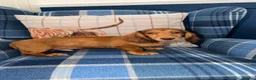 Miniature Dachshund dogs for sale: 🩷Stunning Long Haired Mini Dachshunds💙 - Advert 12