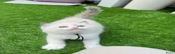 Ragdoll cats for sale: Gccf (champion) ragdoll kittens  - Advert 9