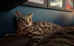 Bengal cats for sale: 2 Bengals Boy Brothers 11 Months Old - Advert 6