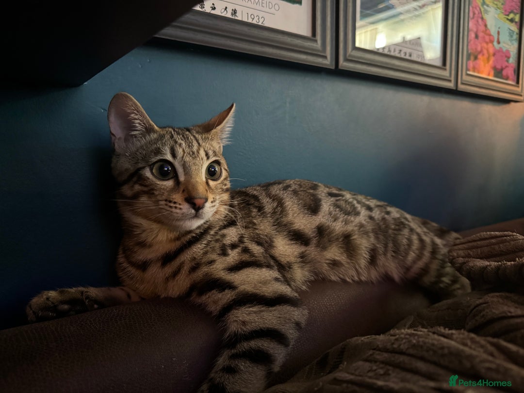 Bengal cats for sale: 2 Bengals Boy Brothers 11 Months Old - Advert 6