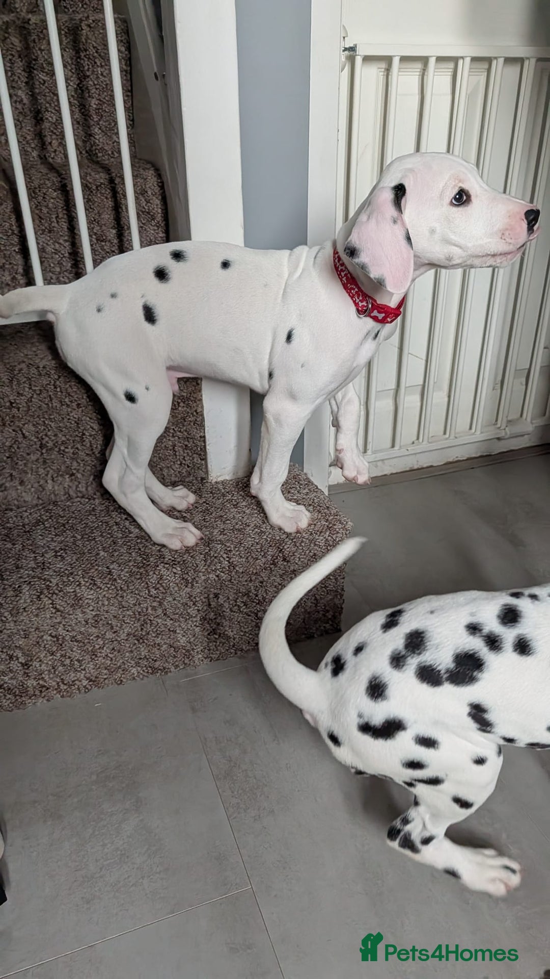 Dalmatian dogs for sale: Dalmatian puppies ready advert fully - Advert 21