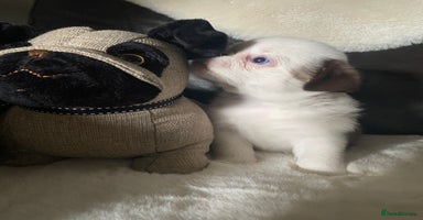 Pug dogs - Advert 4