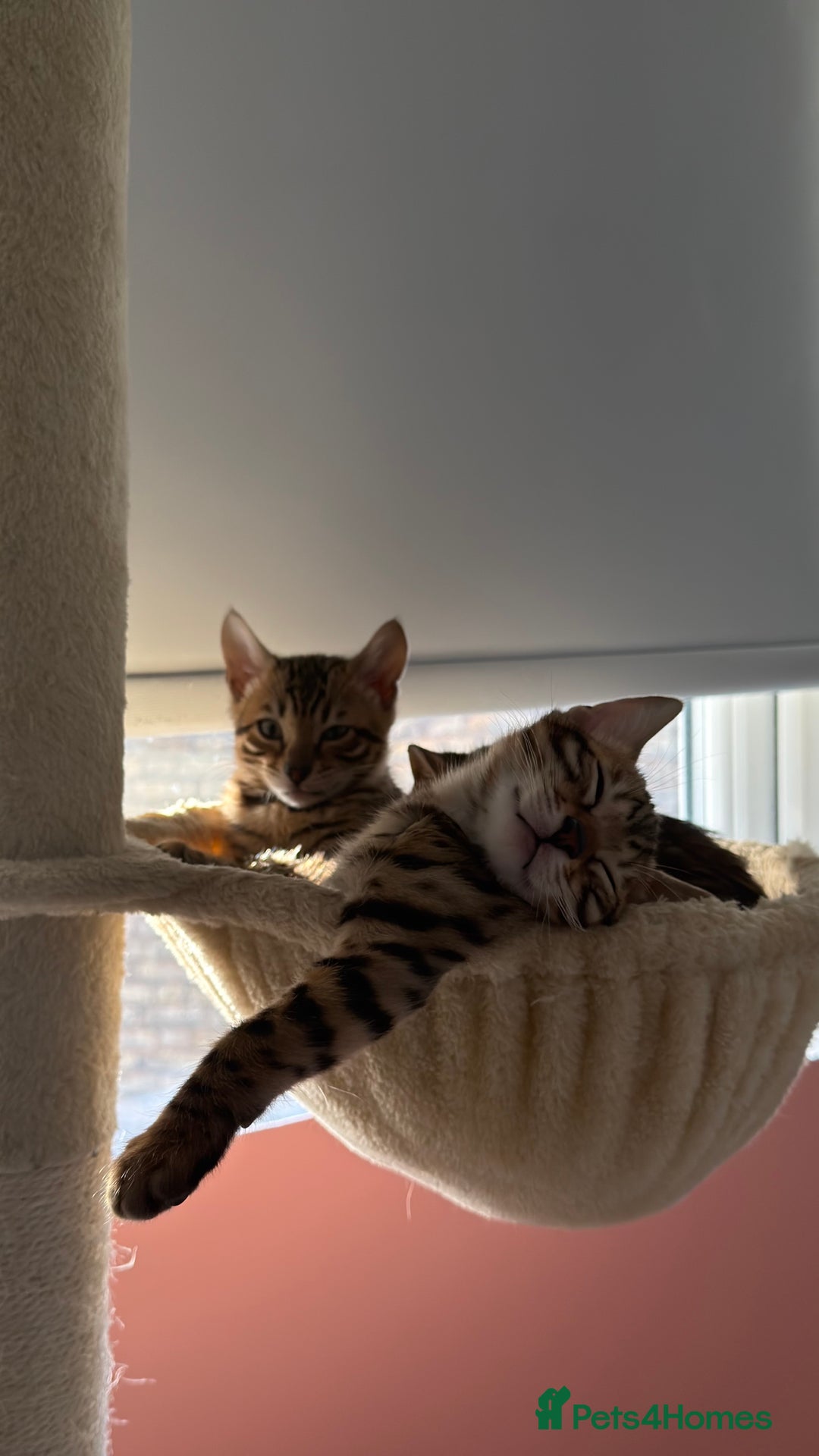 Bengal cats for sale: Adorable Female Bengal Kitten TICA  - Advert 3