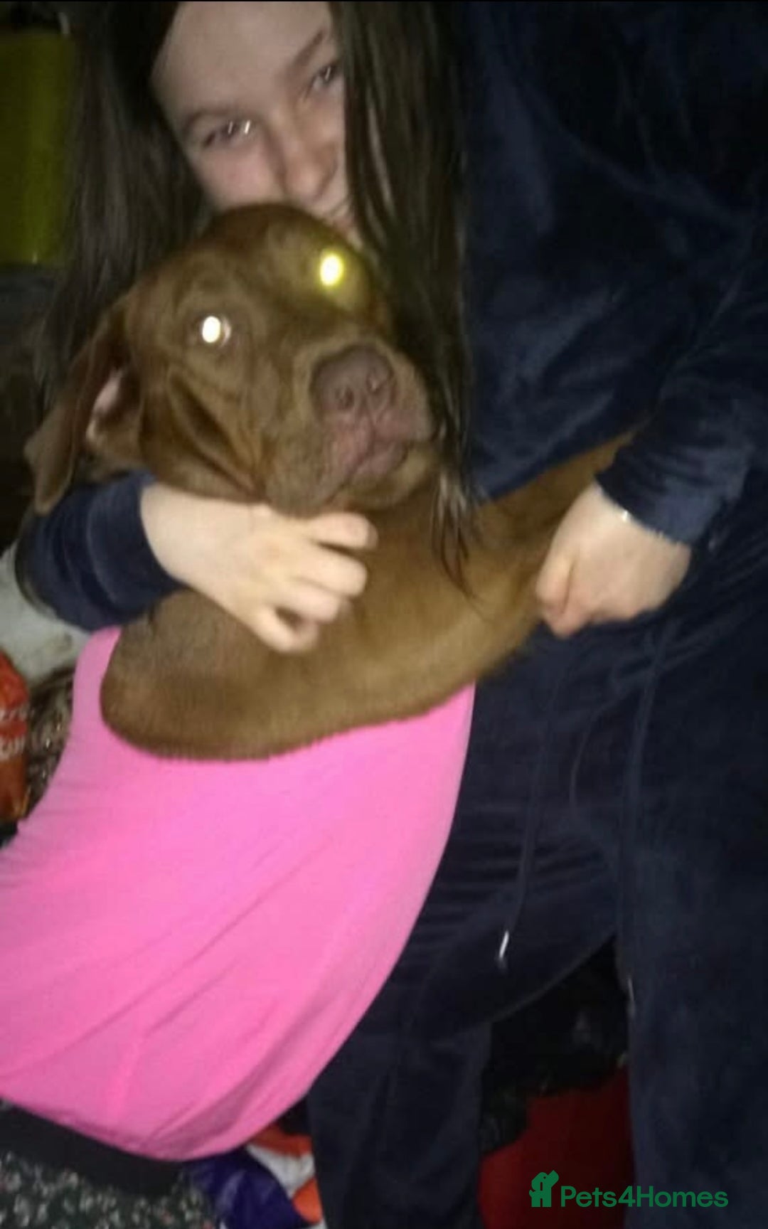 Labrador Retriever dogs for sale: Labrador Puppies - Advert 35