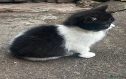 Mixed Breed cats for sale: 3 female kittens ready to go  - Image 3