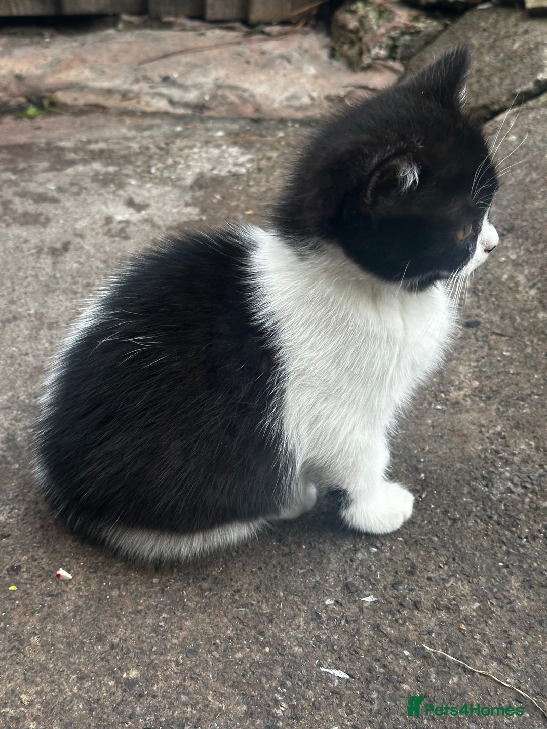 Mixed Breed cats for sale: 3 female kittens ready to go  - Image 3