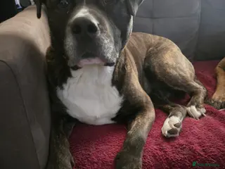 Mixed Breed dogs Bulldog cross - Advert 11