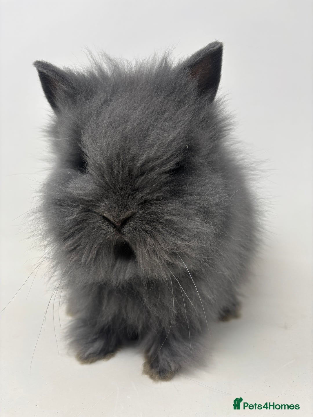 Lionhead rabbits for sale: BEAUTIFUL BABY LIONHEAD BUNNIES - Advert 3