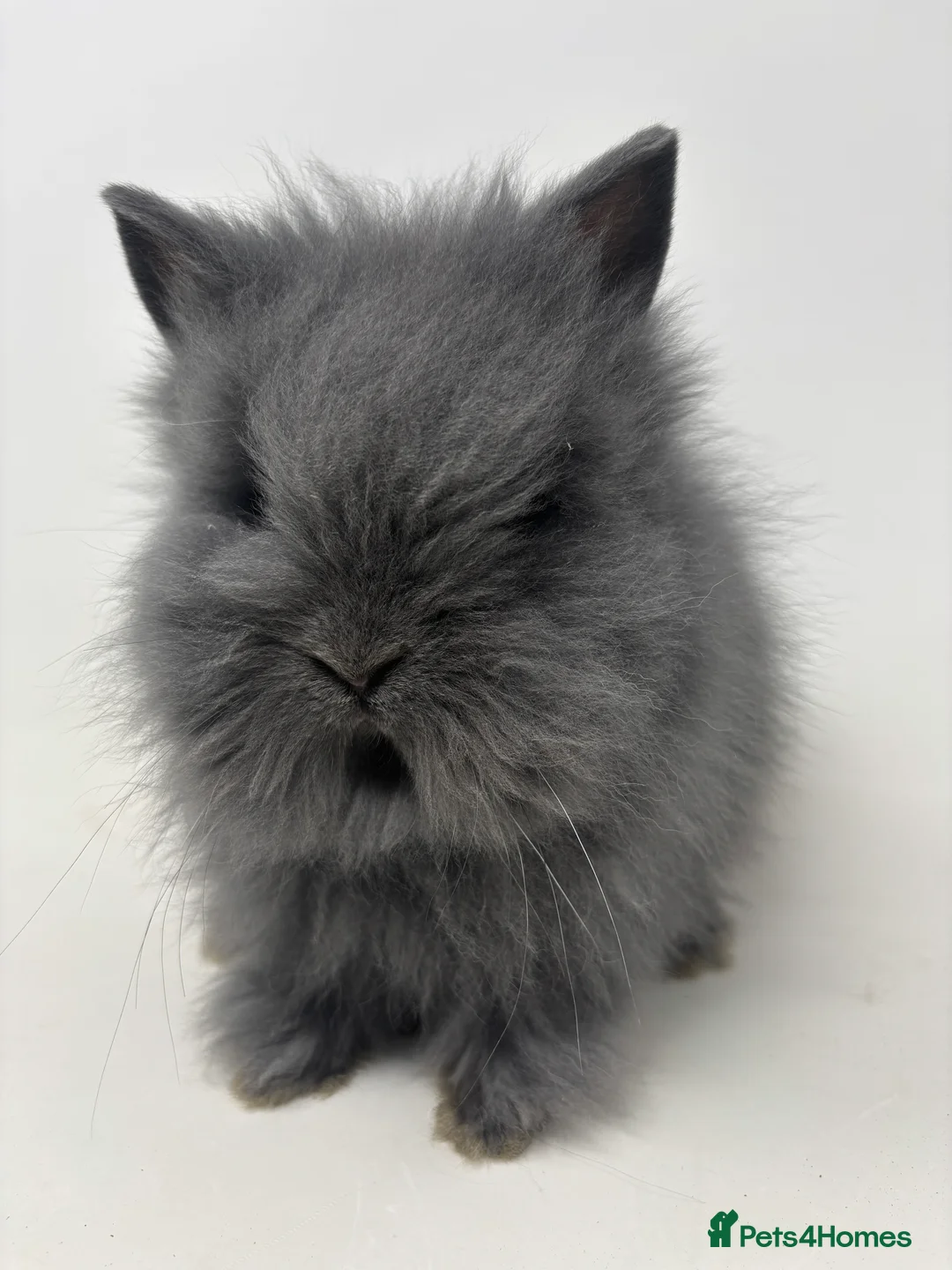 Lionhead rabbits for sale: BEAUTIFUL BABY LIONHEAD BUNNIES - Advert 3
