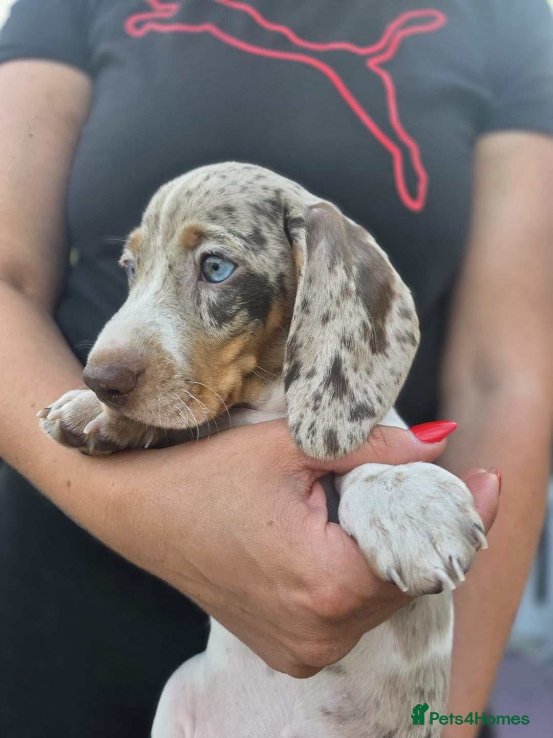 Dachshund dogs for sale: Beautiful piebald and dapple dachshund puppies  - Image 5