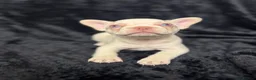 French Bulldog dogs for sale: Beautiful French Bulldog puppies - Advert 16