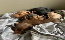 Jack Russell dogs for sale: Miniature Jack Russell  - Image 13