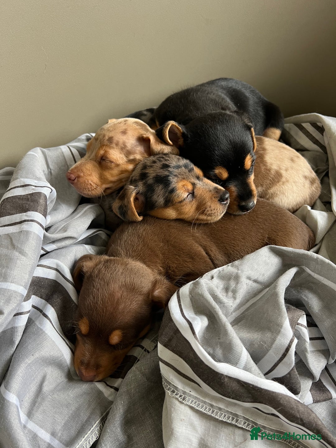Jack Russell dogs for sale: Miniature Jack Russell  - Image 13