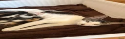 Mixed Breed cats for sale: Sphynx cross kittens  - Advert 7