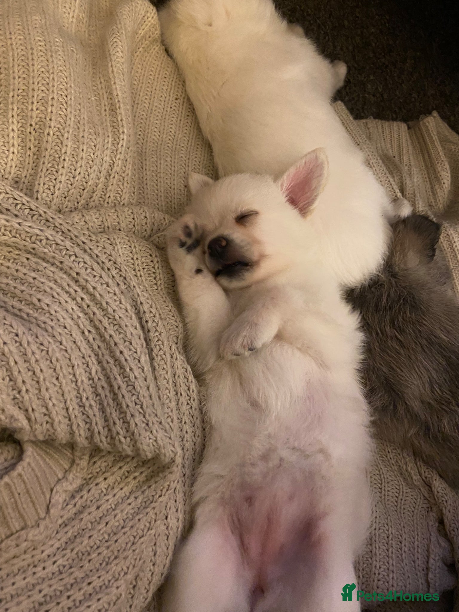 Mixed Breed dogs Jack-a-poms  - Advert 4