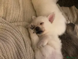 Mixed Breed dogs Jack-a-poms - Advert 4