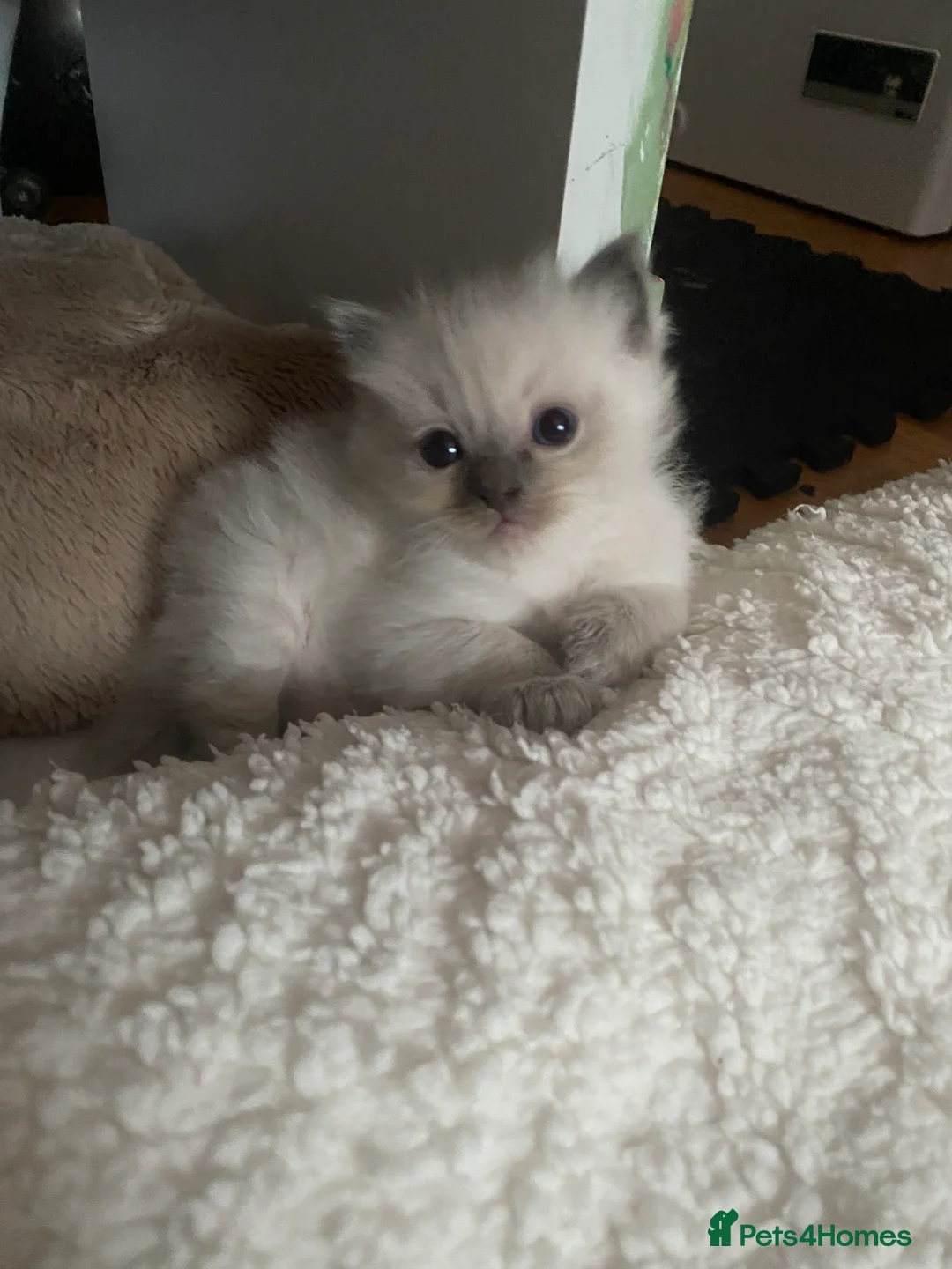 Ragdoll cats for sale: Ragdoll kittens (delivery available) - Advert 7