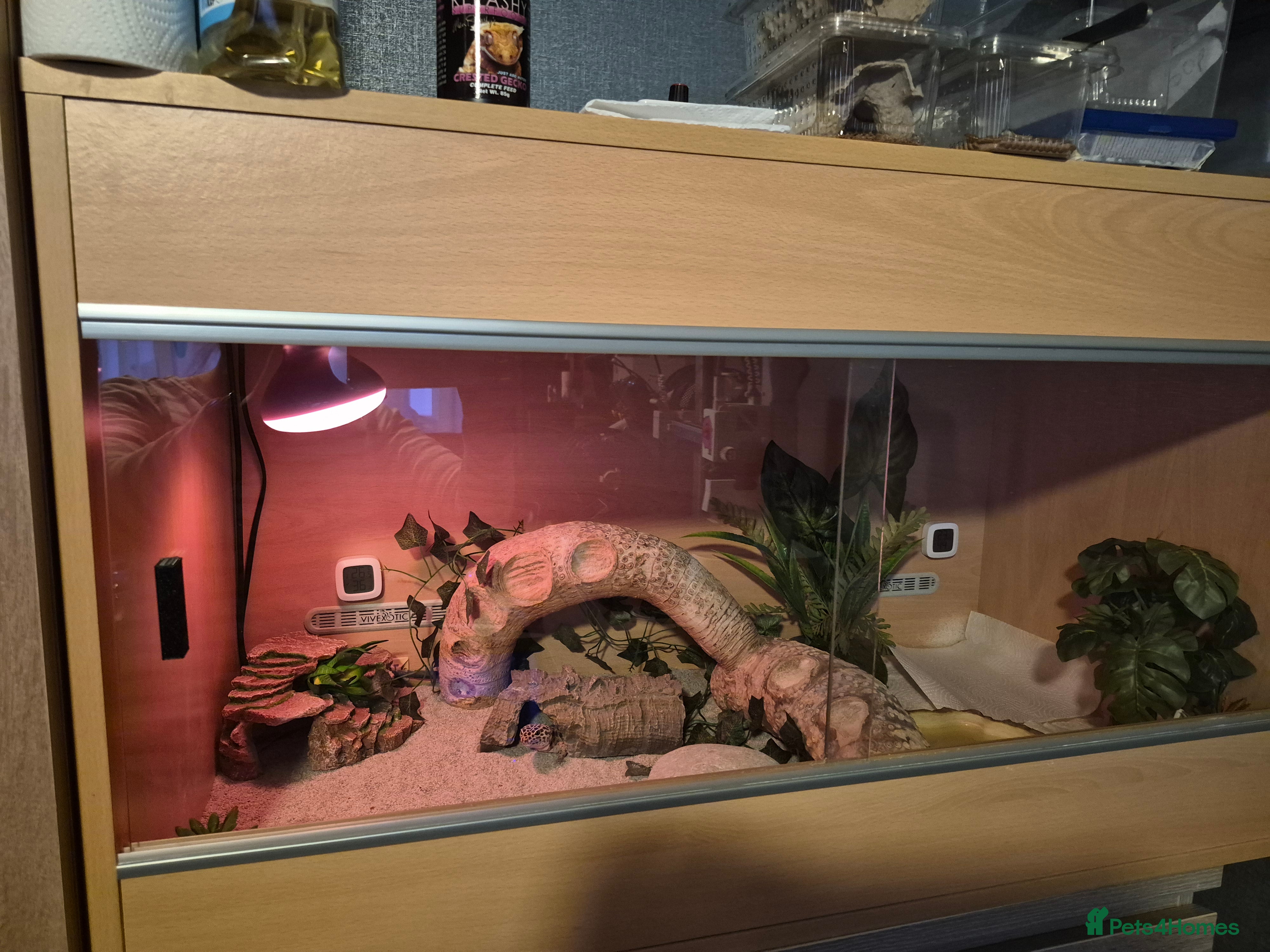 Leopard Gecko reptiles Leopard Gecko with vivarium for sale - Advert 1
