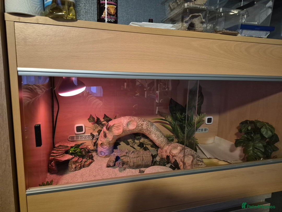 Leopard Gecko reptiles for sale: Leopard Gecko with vivarium for sale - Advert 1