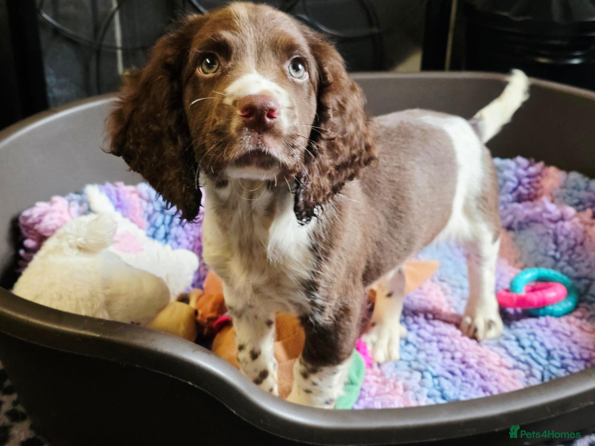 English Springer Spaniel dogs Ready KC Health Tested, Home Reared 5 ⭐️ Vetted  - Advert 2