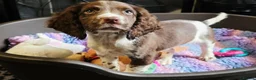 English Springer Spaniel dogs for sale: Outstanding Home Reared KC 5 ⭐️ Vetted Ready now  - Advert 6