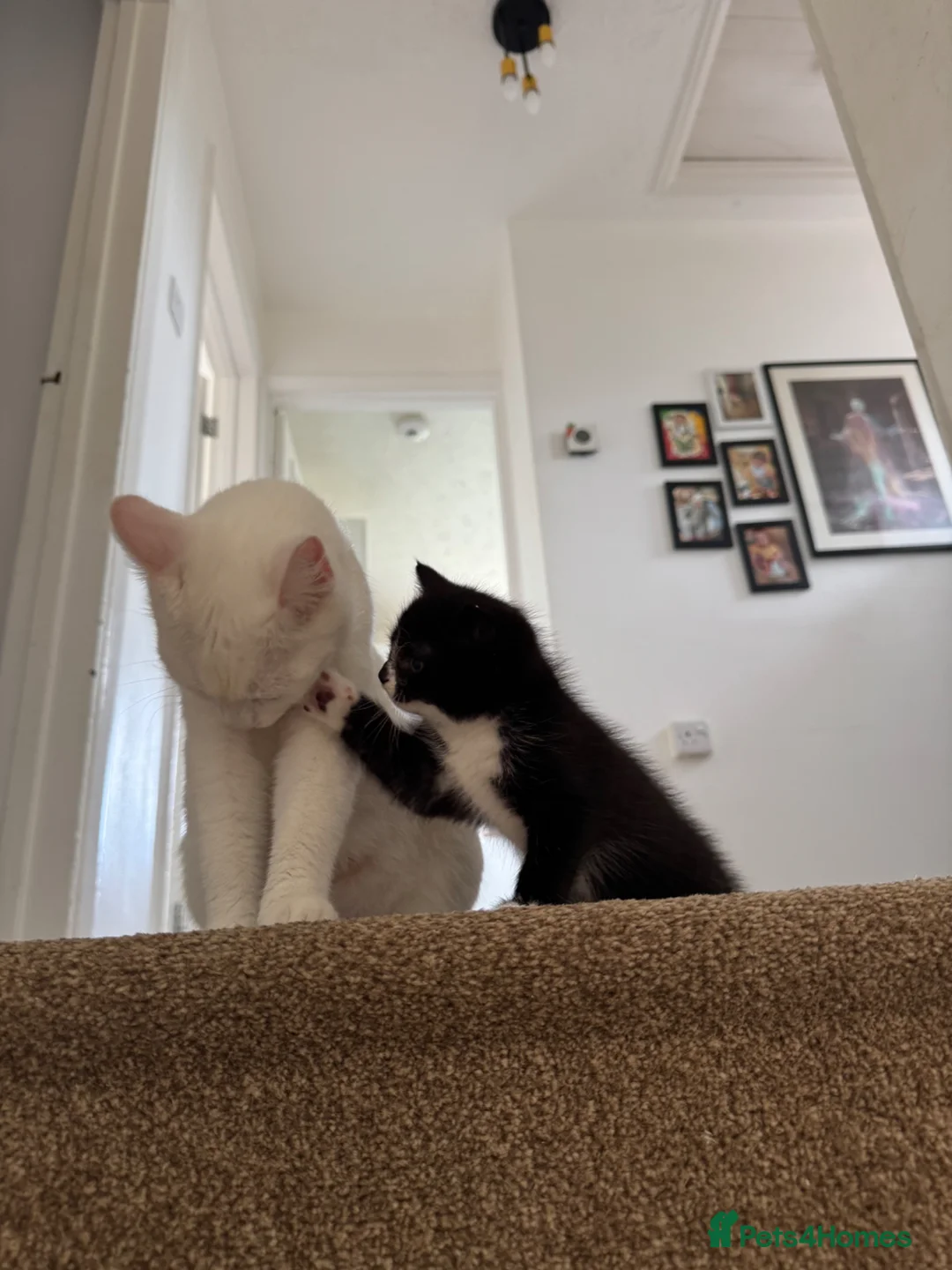 Domestic Shorthair cats for sale:  Short-Haired Tuxedo Kitten Ready Now  - Advert 9